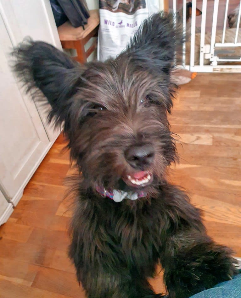 Linda, a Skye Terrier tested with EmbarkVet.com