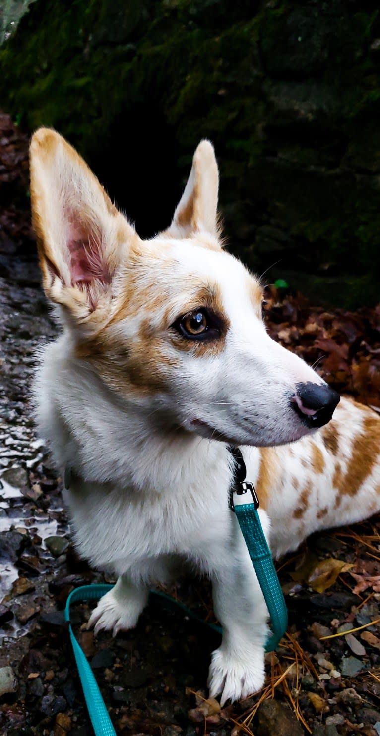 Bonnie, a Pembroke Welsh Corgi tested with EmbarkVet.com