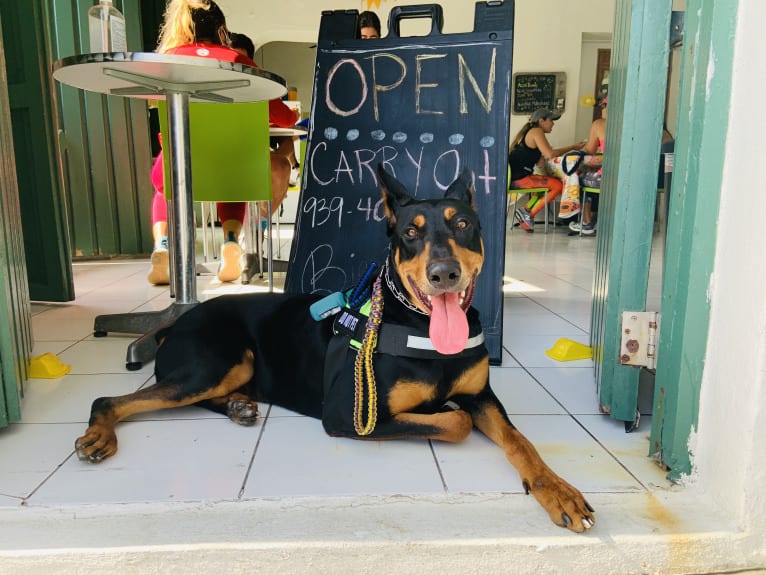 Castiel, a Doberman Pinscher and Rottweiler mix tested with EmbarkVet.com