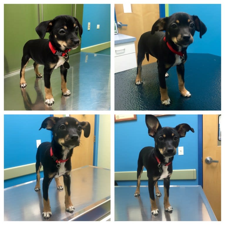 Remy, a Rat Terrier and Australian Cattle Dog mix tested with EmbarkVet.com