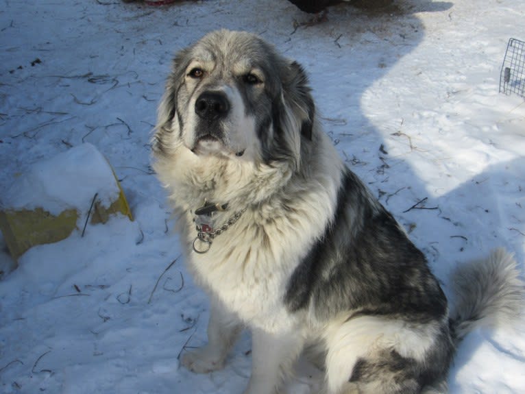 Kima, a Great Pyrenees tested with EmbarkVet.com