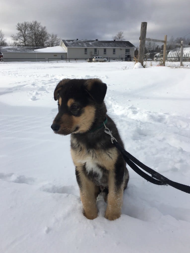 Louis, a Labrador Retriever and Siberian Husky mix tested with EmbarkVet.com