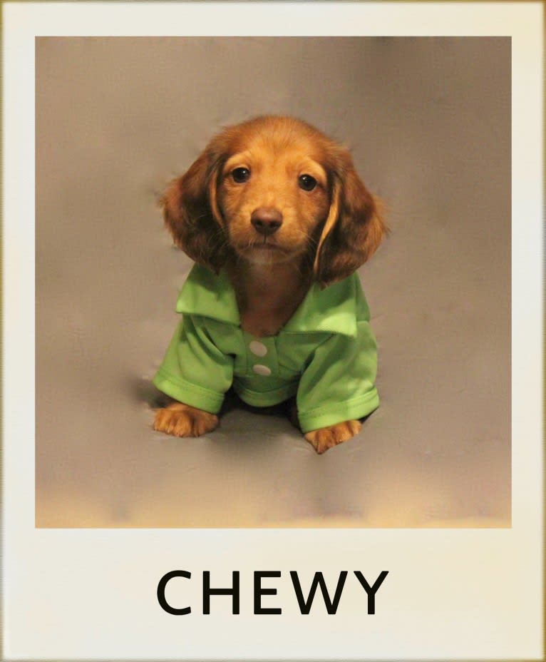 Chewy, a Dachshund tested with EmbarkVet.com