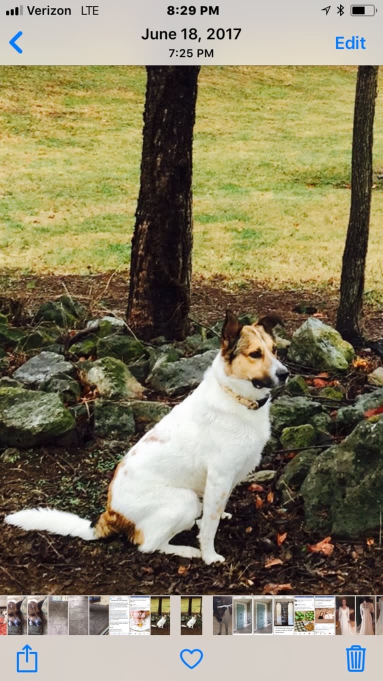 Charlie, a German Shepherd Dog and Labrador Retriever mix tested with EmbarkVet.com