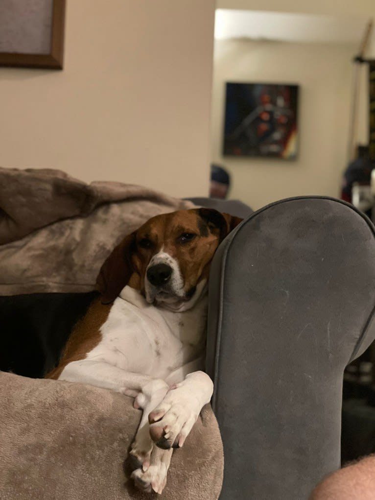 Roxy, a Treeing Walker Coonhound tested with EmbarkVet.com