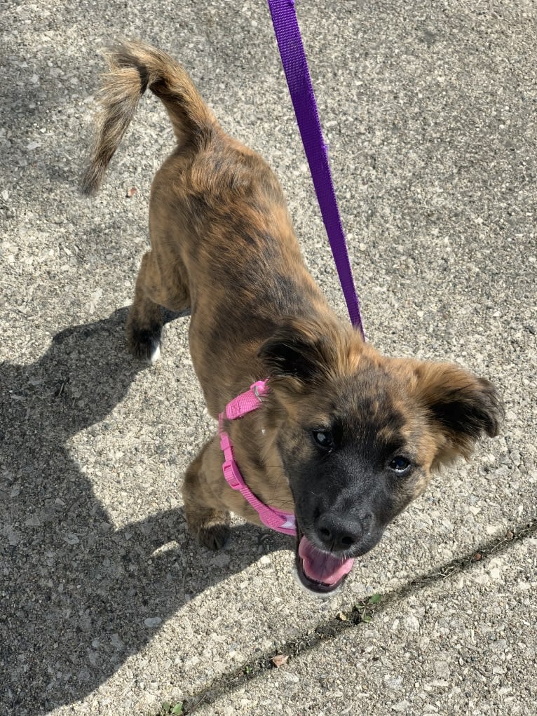 Photo of Emmy, an Australian Cattle Dog, Cocker Spaniel, American Bulldog, and Mixed mix in Huntley, IL, USA