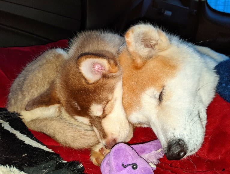 Gambit, a Siberian Husky and Australian Shepherd mix tested with EmbarkVet.com