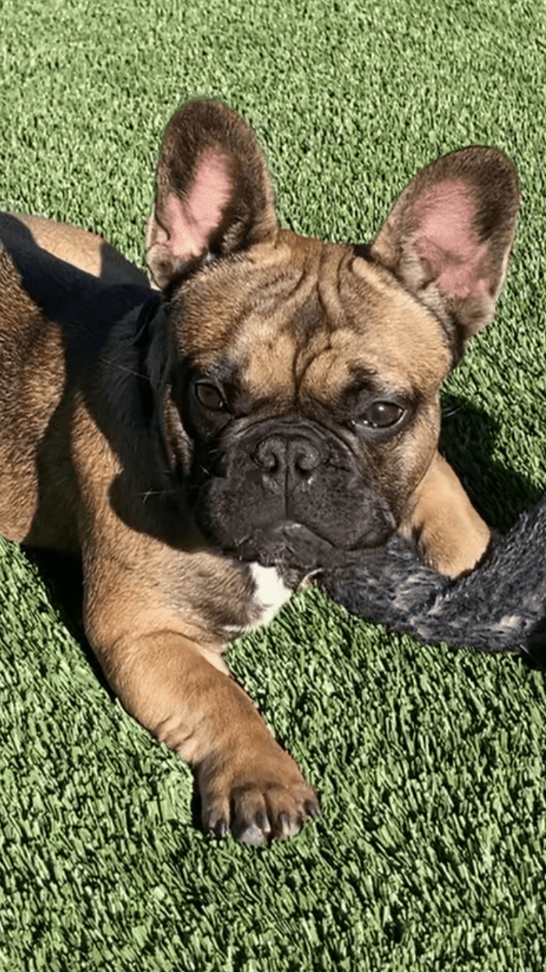 Bruno, a French Bulldog tested with EmbarkVet.com