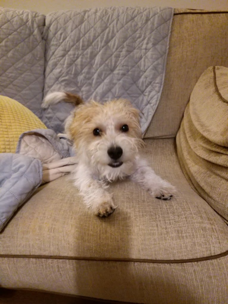 Scruffy Murphy, a Russell-type Terrier and Bichon Frise mix tested with EmbarkVet.com