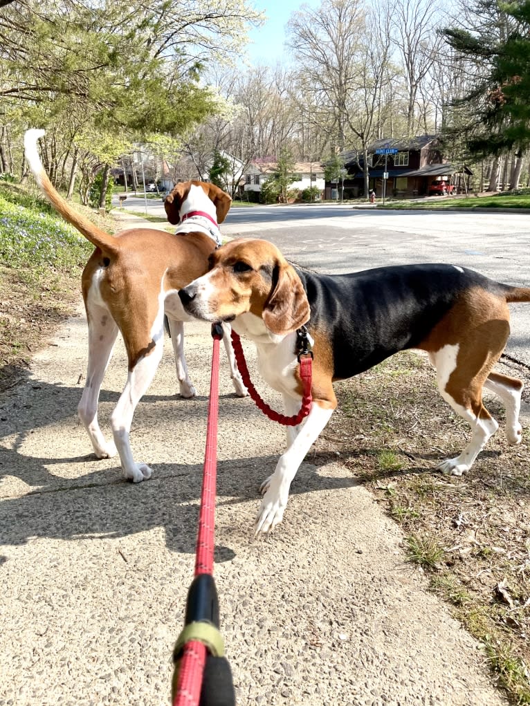 Roxy, a Treeing Walker Coonhound tested with EmbarkVet.com