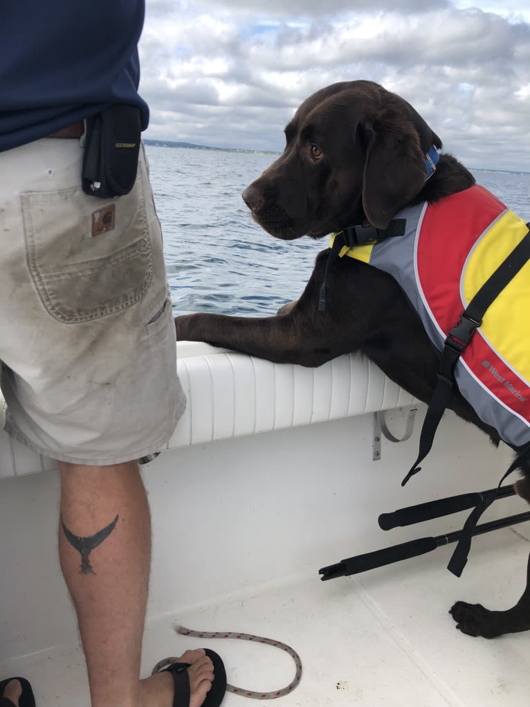 Zeke, a Labrador Retriever tested with EmbarkVet.com