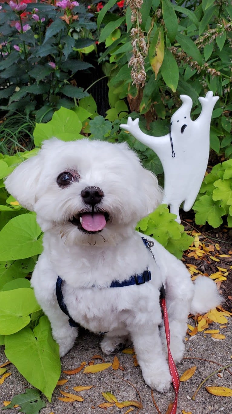 Franklin, a Maltese and Poodle (Small) mix tested with EmbarkVet.com