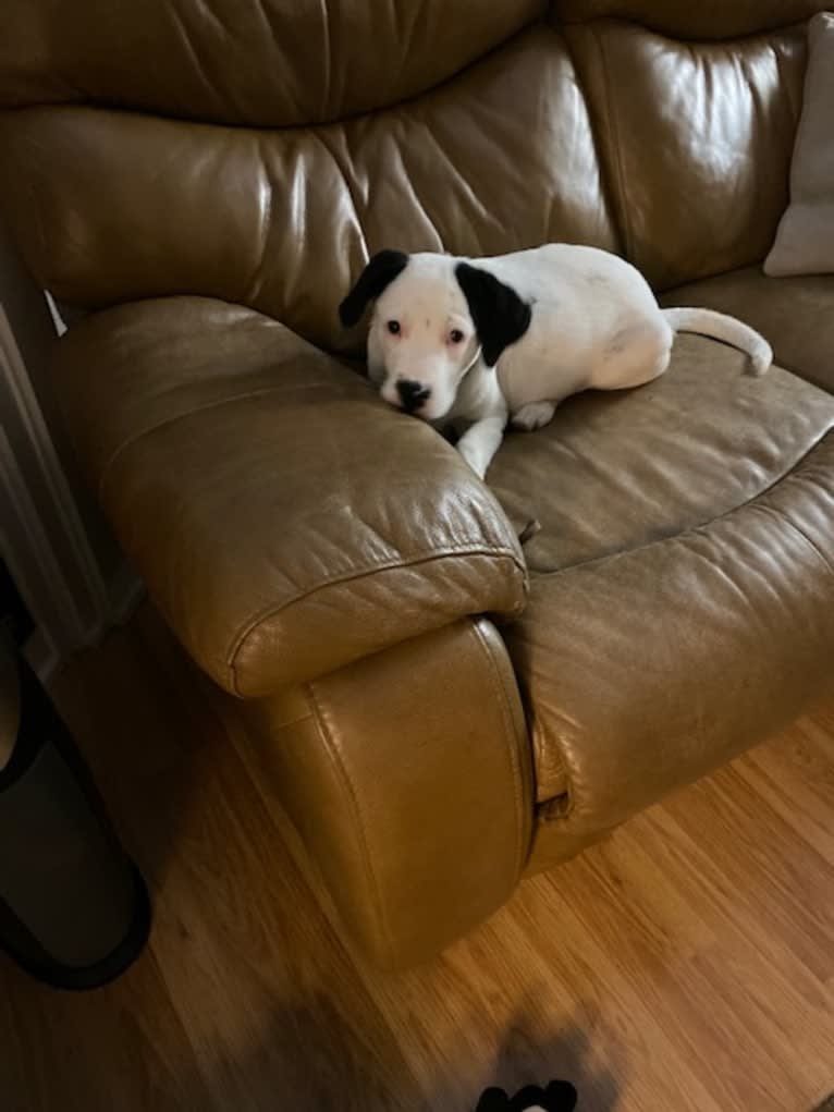 RIVER, a Great Pyrenees and Boxer mix tested with EmbarkVet.com