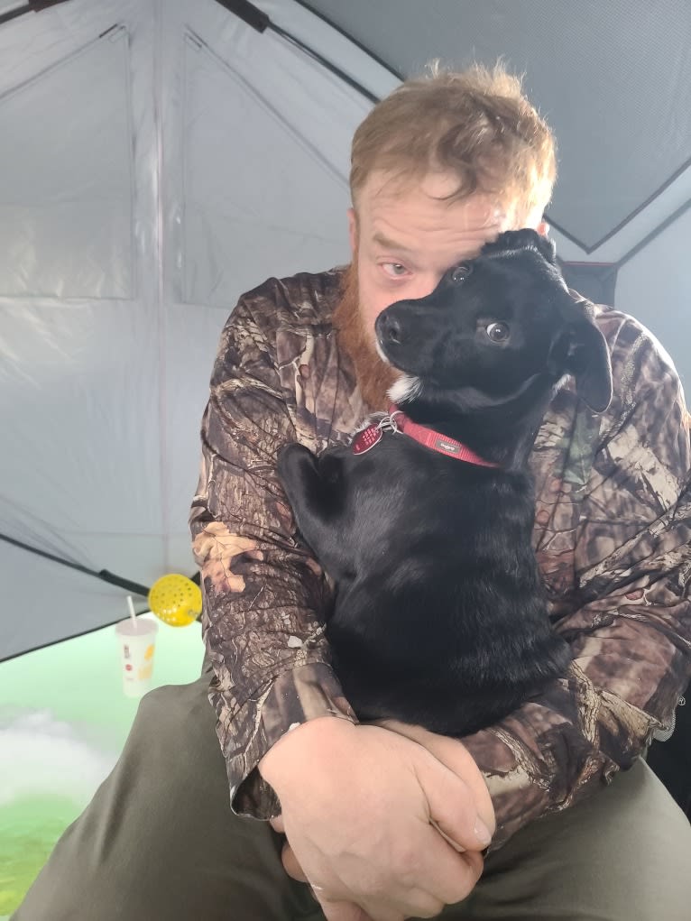 Captain Awesome, an Alaskan-type Husky and Cocker Spaniel mix tested with EmbarkVet.com