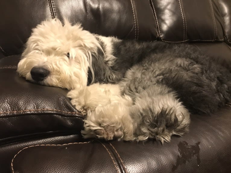 Winston, an Old English Sheepdog tested with EmbarkVet.com