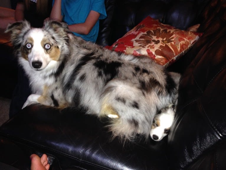 MaizyRose, an Australian Shepherd tested with EmbarkVet.com