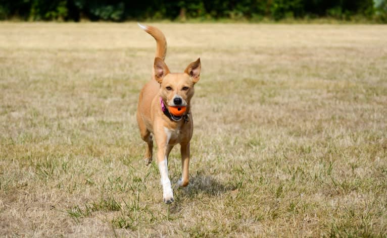 Zoe, an Australian Cattle Dog and Rat Terrier mix tested with EmbarkVet.com
