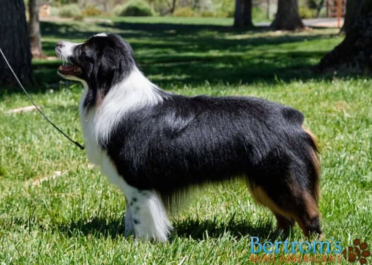 Zoom, an Australian Shepherd tested with EmbarkVet.com