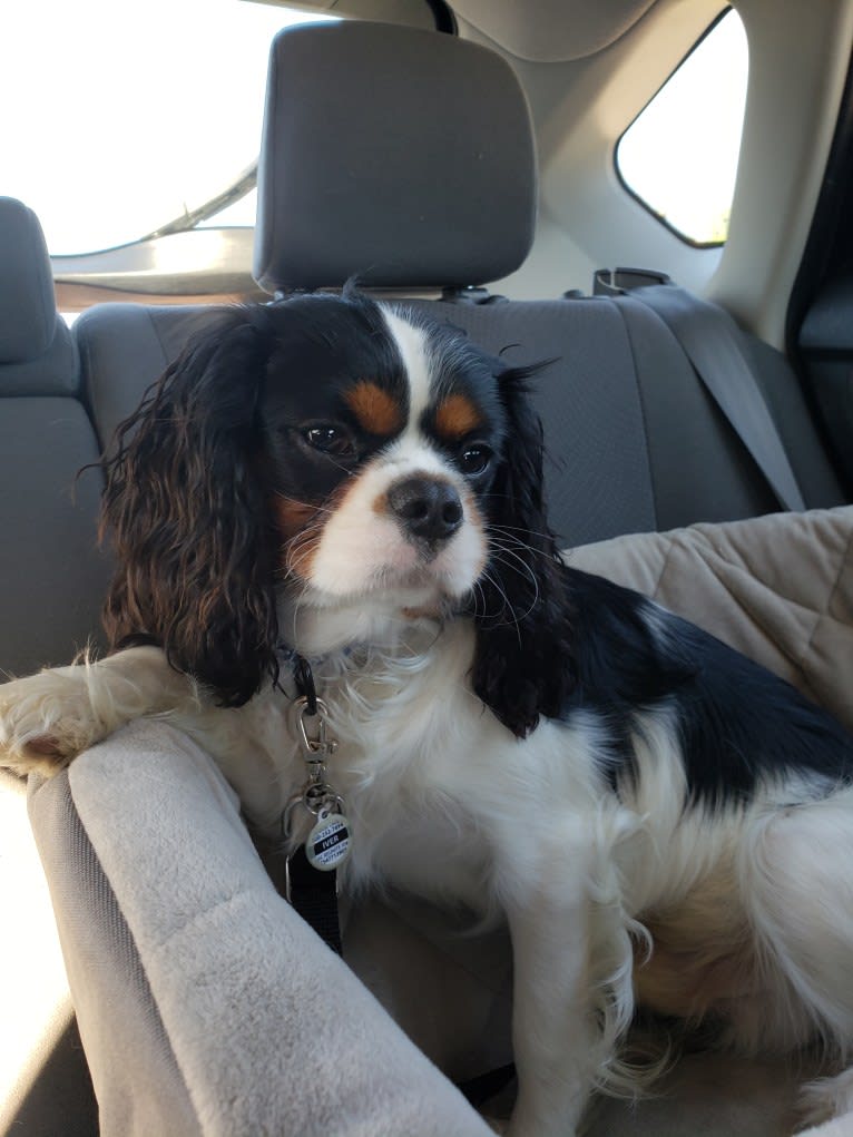 Iver McDerMutt, a Cavalier King Charles Spaniel tested with EmbarkVet.com