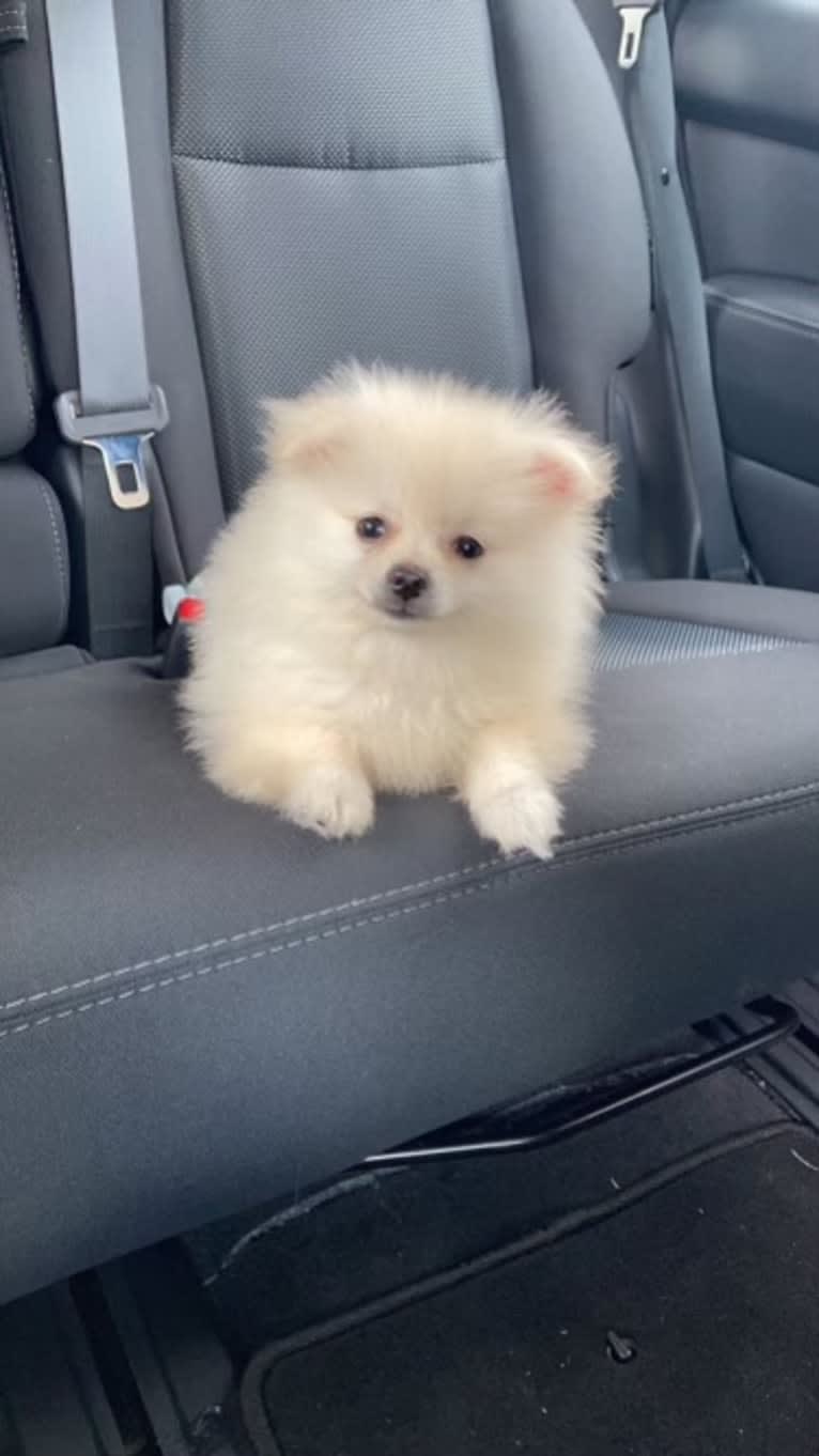 Koda, a Pomeranian tested with EmbarkVet.com