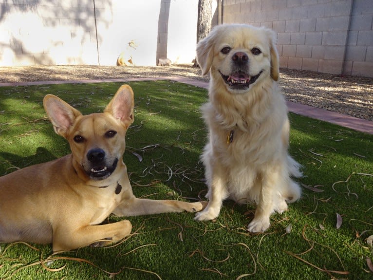 Bean, a Chow Chow and Chihuahua mix tested with EmbarkVet.com