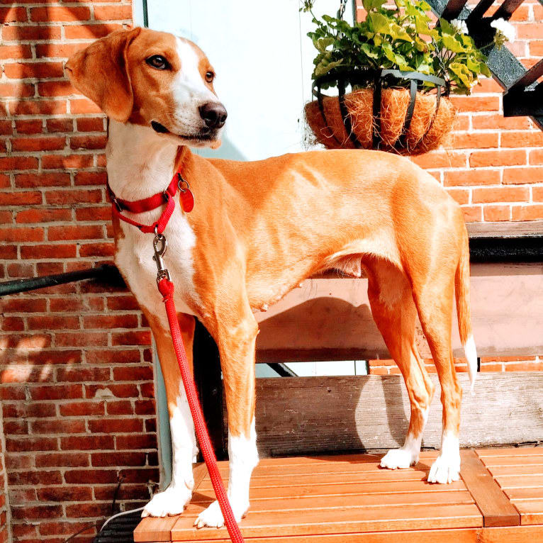 Ophelia, an American Foxhound tested with EmbarkVet.com