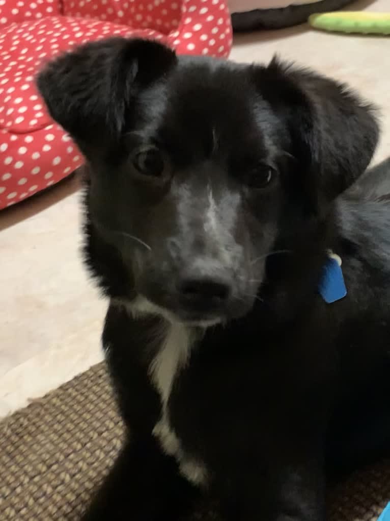 Lily, a Labrador Retriever and Beagle mix tested with EmbarkVet.com