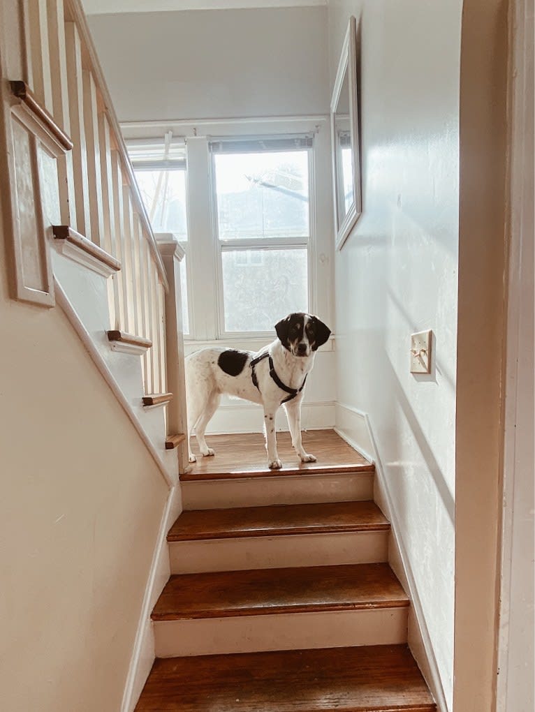 Auggie, an Australian Cattle Dog and Great Pyrenees mix tested with EmbarkVet.com