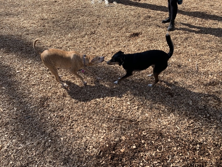 Dodger, a Mountain Cur tested with EmbarkVet.com