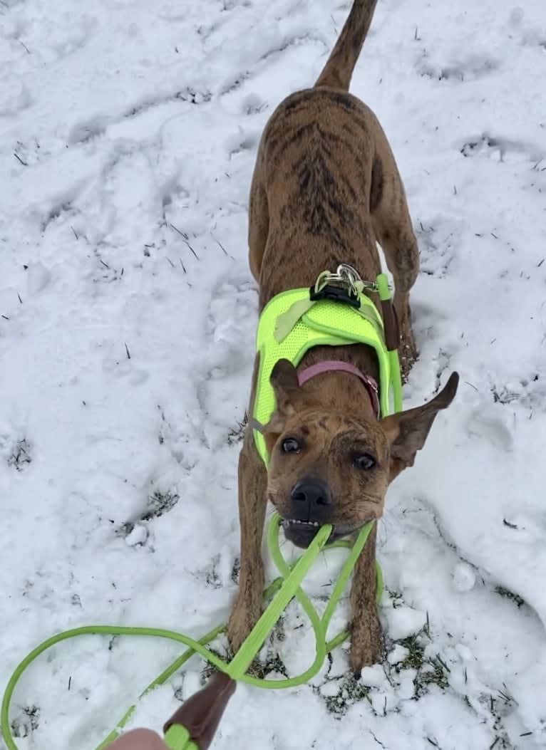 Lyza, a Catahoula Leopard Dog and American Pit Bull Terrier mix tested with EmbarkVet.com