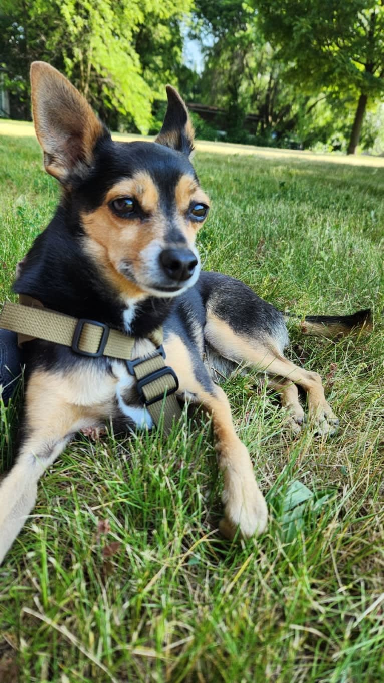 Bowser, a Chihuahua and Pomeranian mix tested with EmbarkVet.com