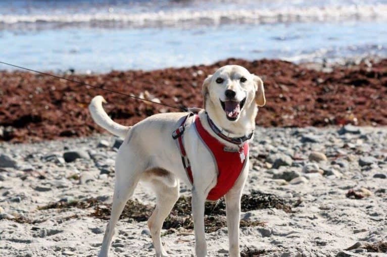 Stanley, a Cocker Spaniel and Labrador Retriever mix tested with EmbarkVet.com