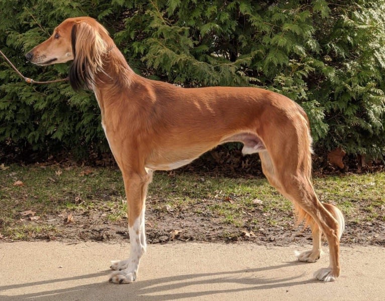 Chromie, a Saluki tested with EmbarkVet.com