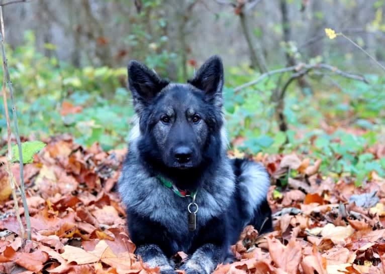 Mystic, a German Shepherd Dog tested with EmbarkVet.com