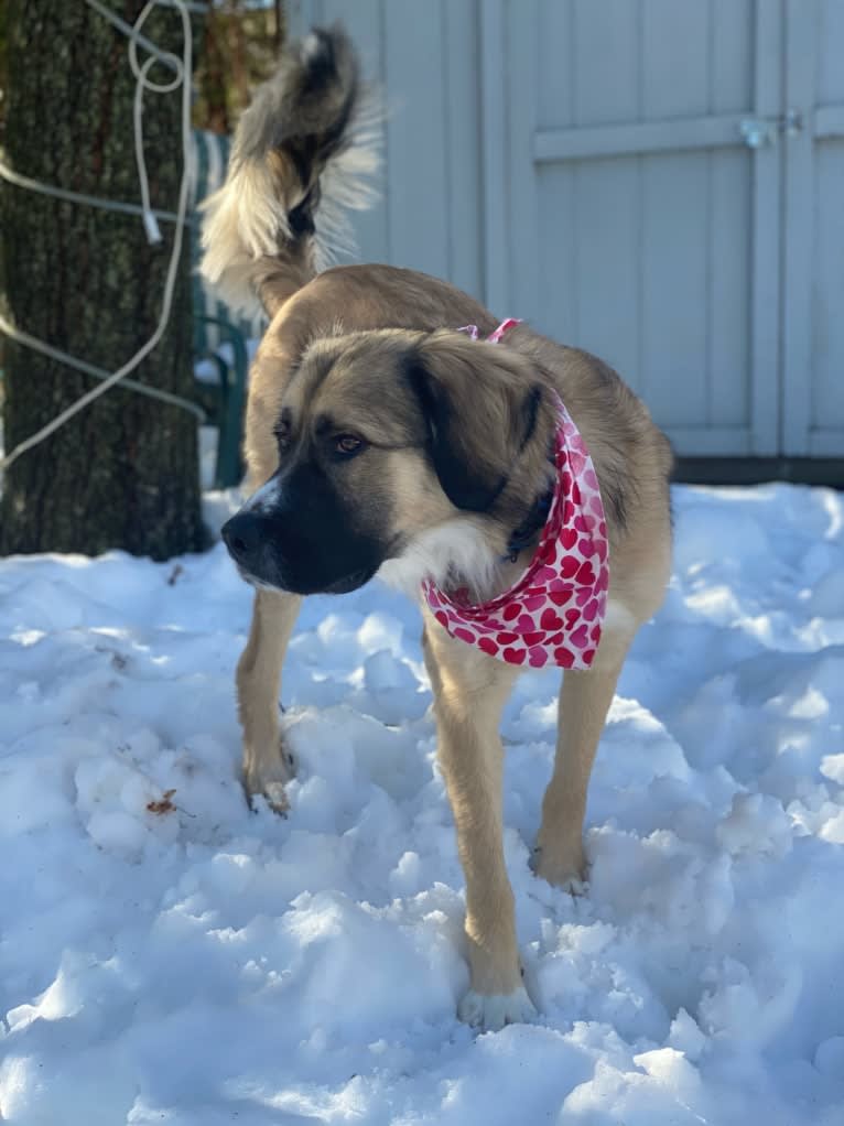 Maverick, a Great Pyrenees and Anatolian Shepherd Dog mix tested with EmbarkVet.com