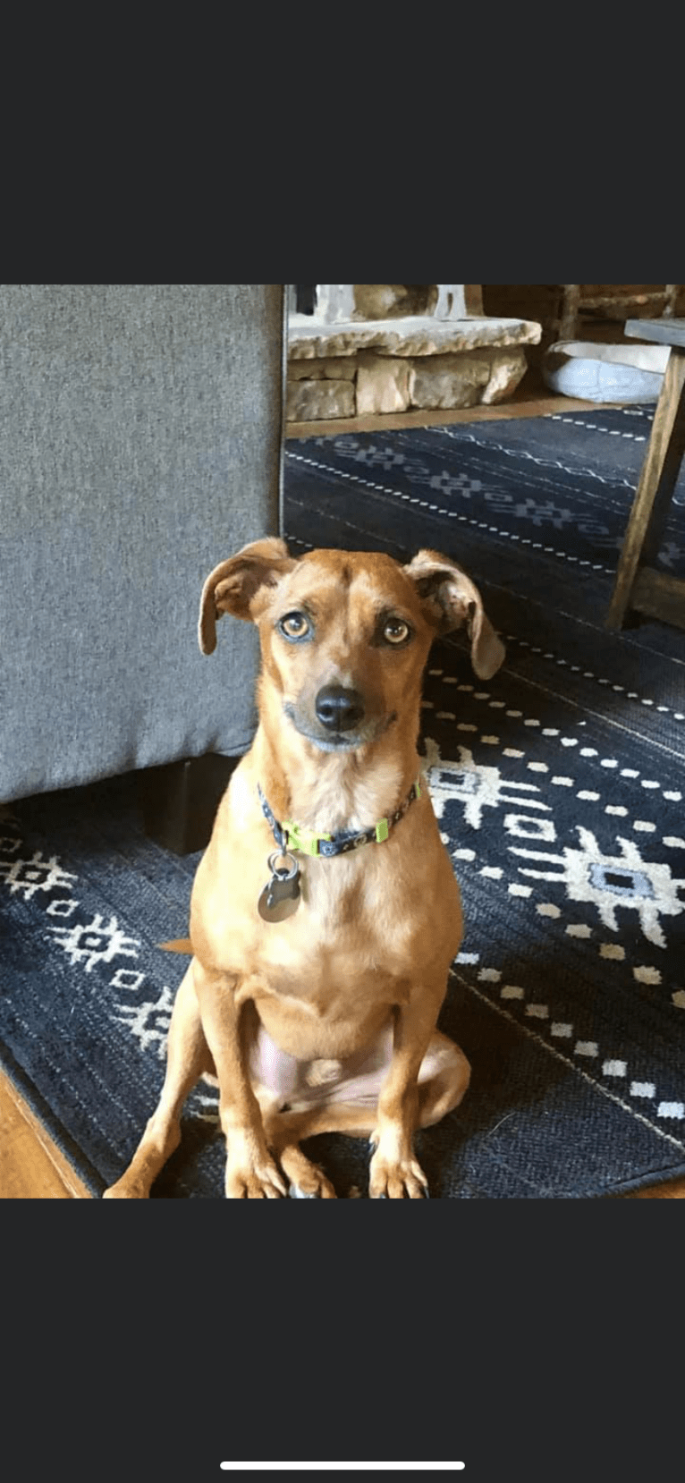 Preston, a Miniature Pinscher and Dachshund mix tested with EmbarkVet.com