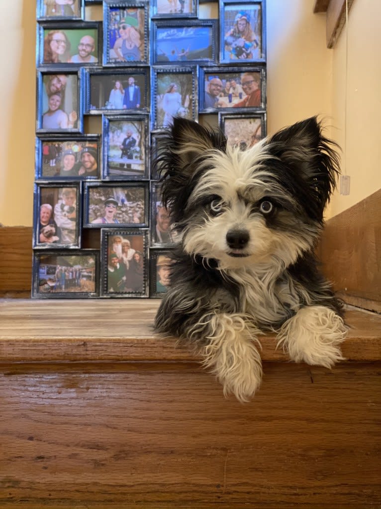 Echo, a Chihuahua and Miniature Pinscher mix tested with EmbarkVet.com
