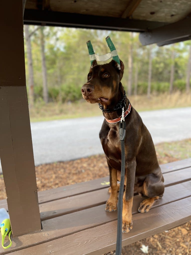 Maverick, a Doberman Pinscher tested with EmbarkVet.com