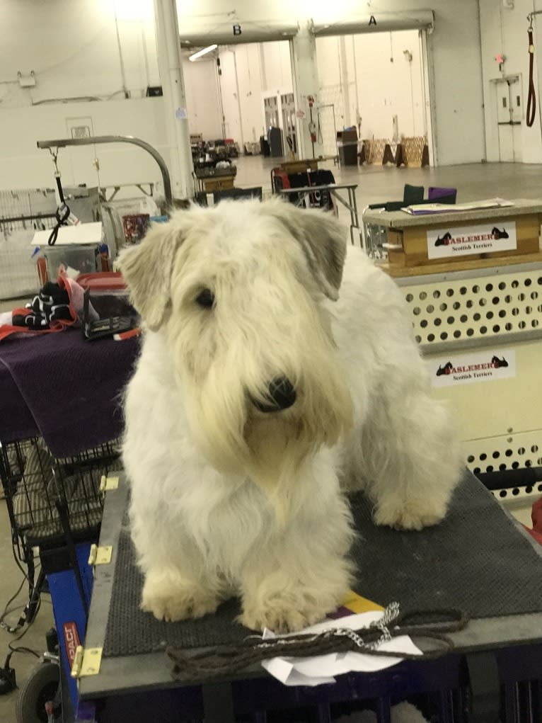 Feisty, a Sealyham Terrier tested with EmbarkVet.com