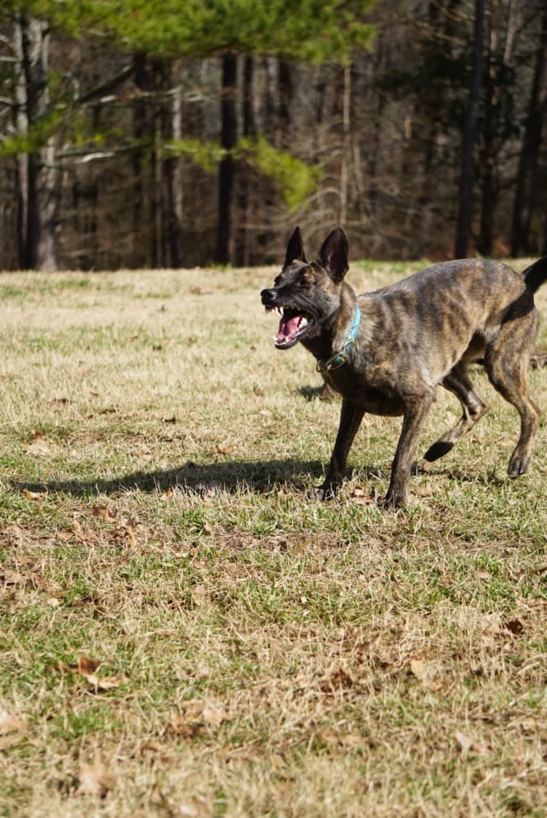 Jinx Van Patriot, a Dutch Shepherd and German Shepherd Dog mix tested with EmbarkVet.com