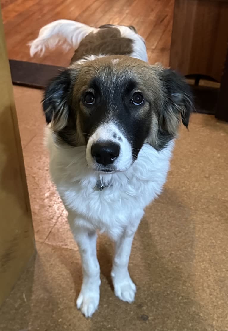 Domino, a Great Pyrenees and Australian Shepherd mix tested with EmbarkVet.com