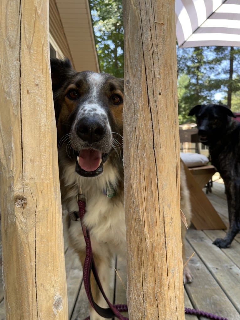 Bentley, an English Shepherd and Collie mix tested with EmbarkVet.com