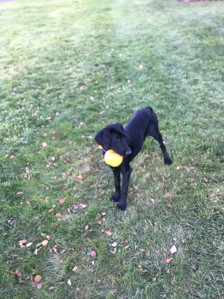 Shasta, a Poodle (Standard) and Labrador Retriever mix tested with EmbarkVet.com