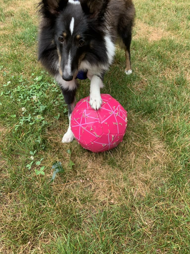 Whiskey Cash Adams, a Shetland Sheepdog tested with EmbarkVet.com