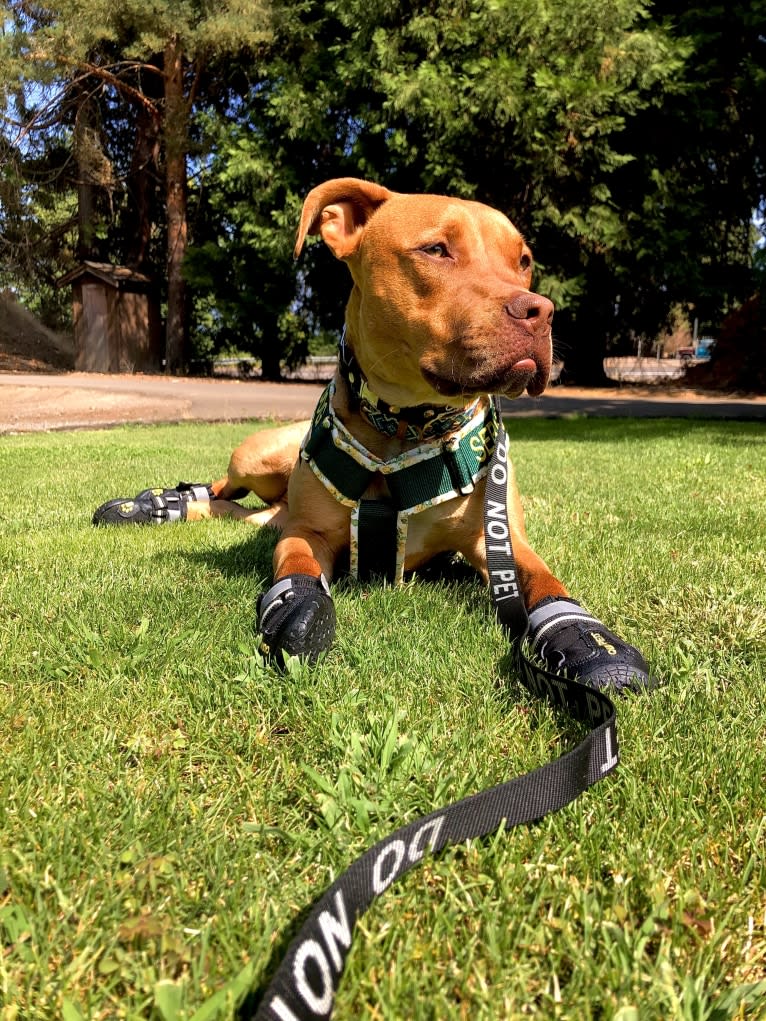 Jasper, an American Bully tested with EmbarkVet.com