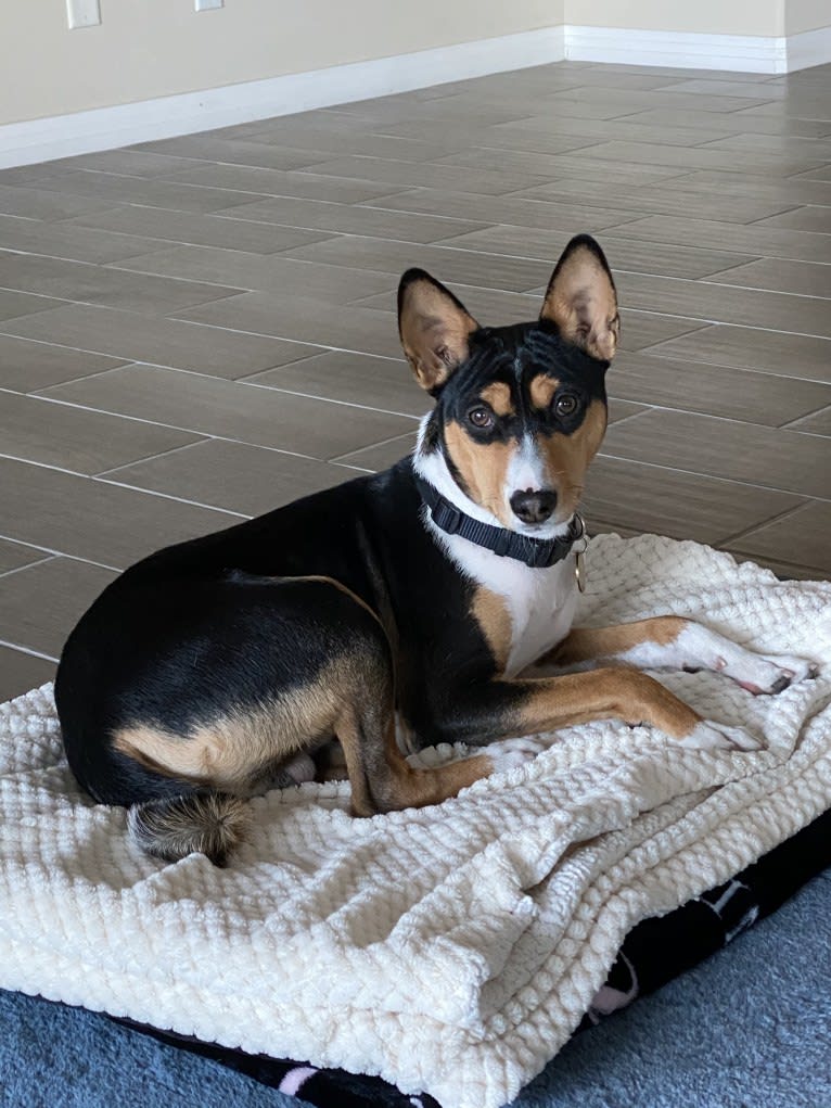 Koda, a Basenji tested with EmbarkVet.com