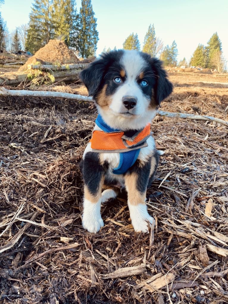 Oliver Webster, an Australian Shepherd tested with EmbarkVet.com