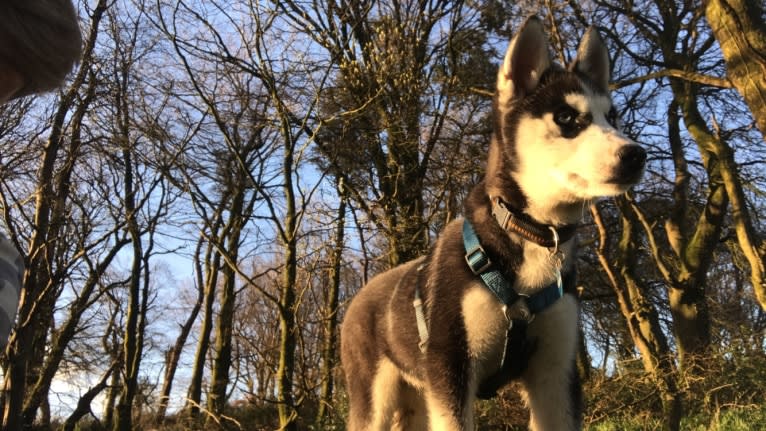 Myanu, a Siberian Husky tested with EmbarkVet.com