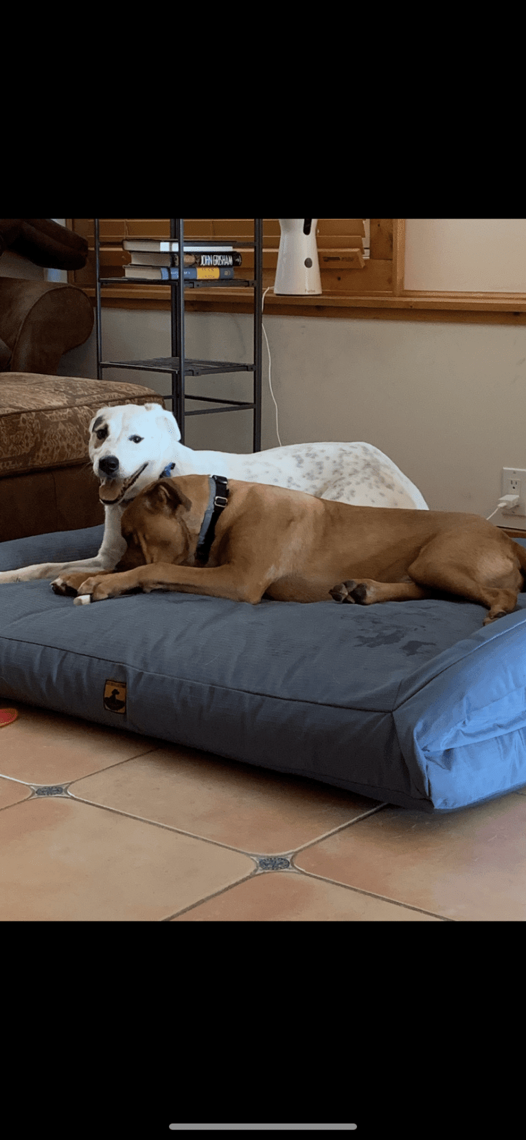 Toby, an American Pit Bull Terrier and Great Pyrenees mix tested with EmbarkVet.com