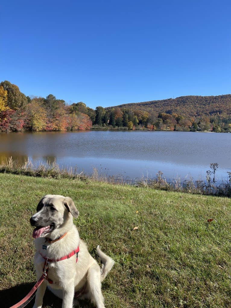 Diego, a Great Pyrenees and German Shepherd Dog mix tested with EmbarkVet.com